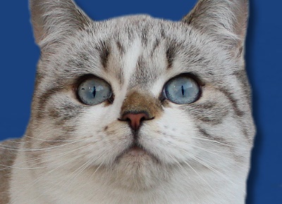 BKH seal tabby point-white